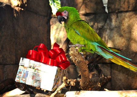 Patton, a military macaw, enjoys a gift wrapped with recycled newspaper at the Palm Beach Zoo, which is hosting an"Eco-Friendly Holiday" series.
